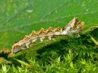 Thyatira batis 3, Braamvlinder, Saxifraga-Ab H Baas